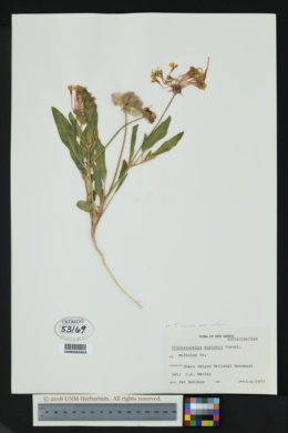 Tripterocalyx carneus var. wootonii image