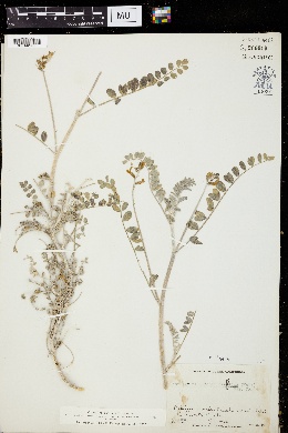 Astragalus fastidius image