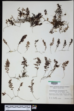Image of Hymenophyllum macrothecum