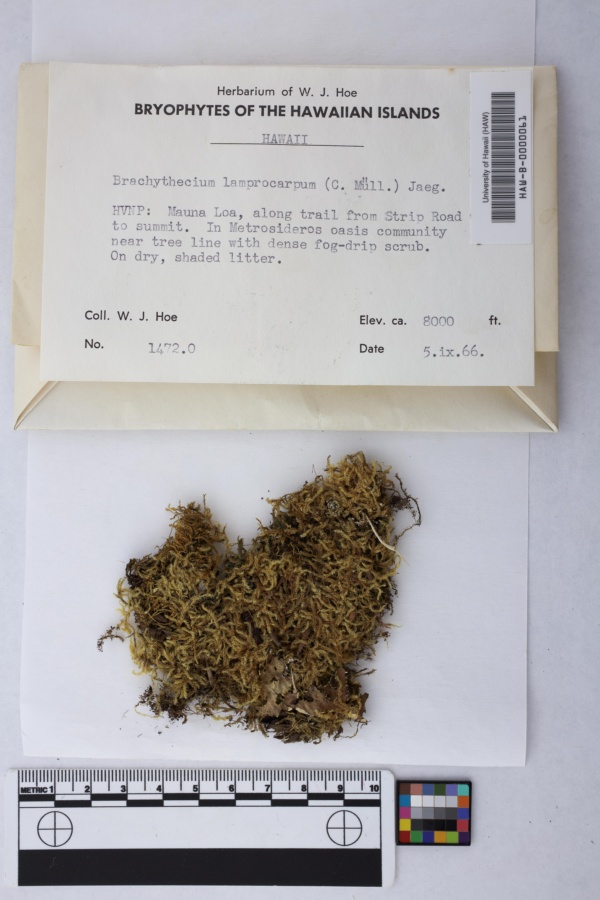 Brachythecium lamprocarpum image