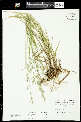 Chasmanthium laxum subsp. laxum image