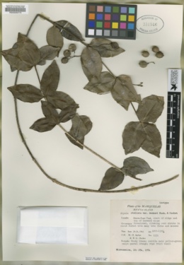 Alyxia stellata image