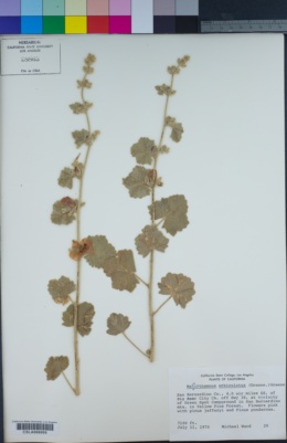 Malacothamnus orbiculatus image