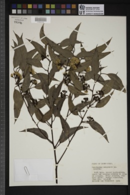 Eucalyptus marginata image
