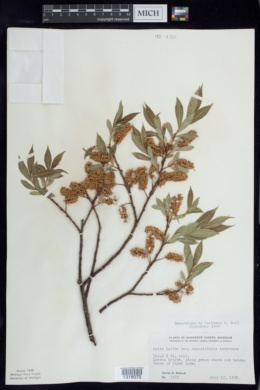 Salix lucida var. angustifolia image