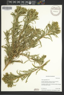 Image of Trixis angustifolia
