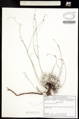 Image of Eriogonum tenellum