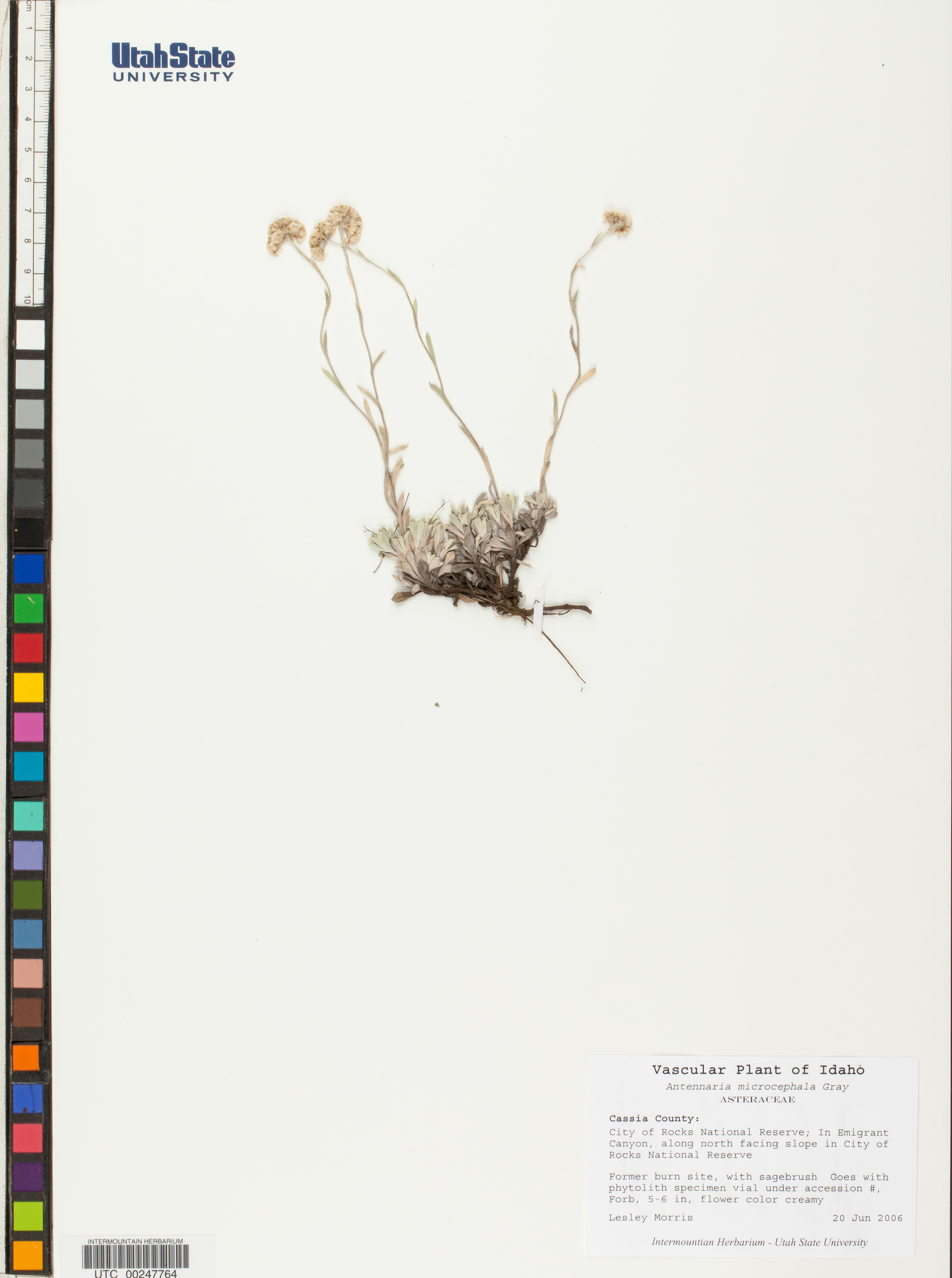 Image of Antennaria microcephala