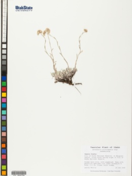 Image of Antennaria microcephala
