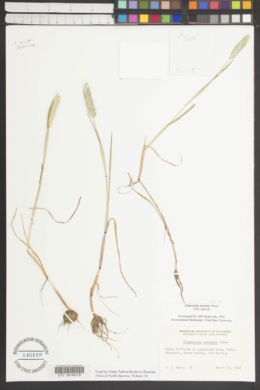 Alopecurus saccatus image