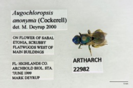 Image of Augochloropsis anonyma