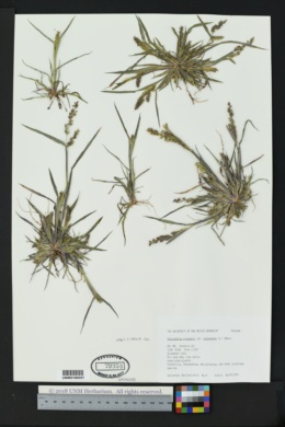 Echinochloa crus-pavonis var. macera image