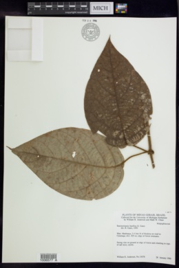 Image of Banisteriopsis basifixa