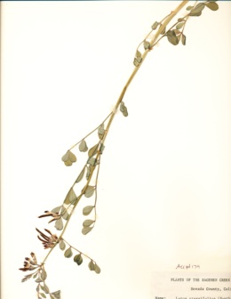 Hosackia crassifolia image