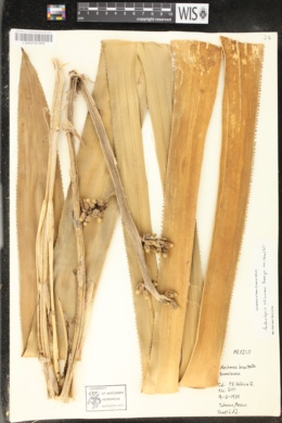 Androlepis skinneri image