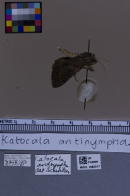 Catocala antinympha image