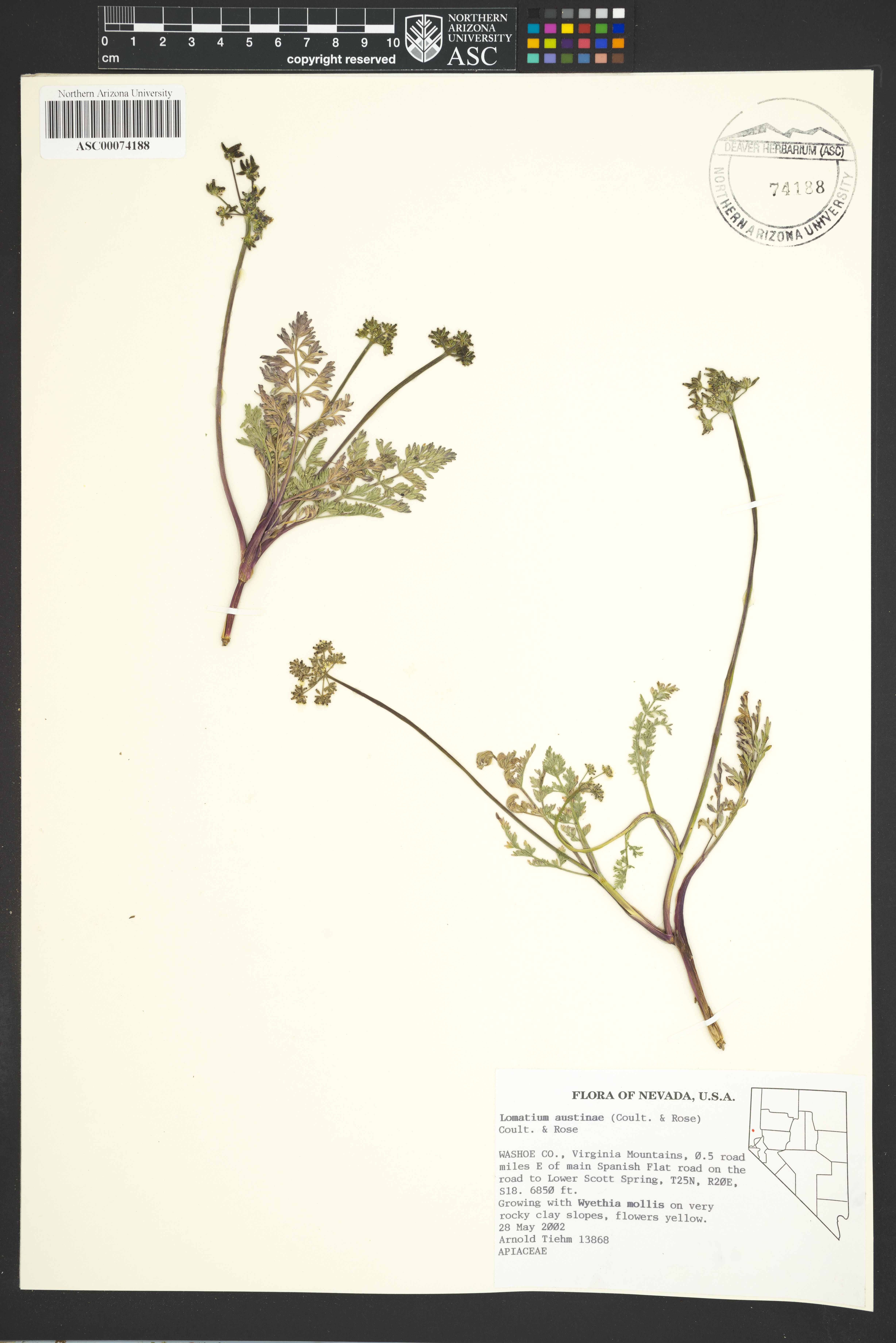 Image of Lomatium austiniae