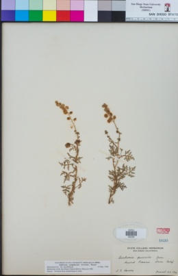 Ambrosia camphorata image