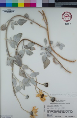 Helianthus niveus subsp. tephrodes image