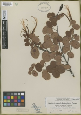 Image of Bauhinia candelabriformis