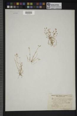 Claytonia gypsophiloides image