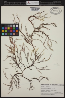 Eucheuma uncinatum image