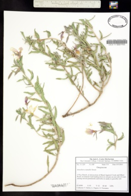 Image of Oenothera nuttallii