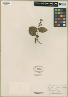 Gaultheria shallon image