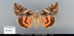 Catocala ophelia image