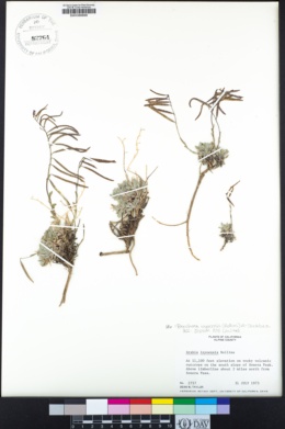 Boechera inyoensis image