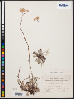 Antennaria farwellii image