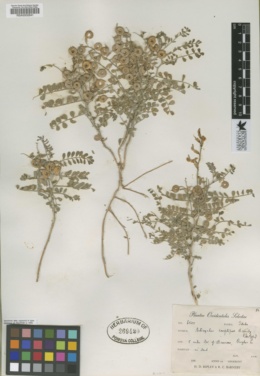 Astragalus camptopus image