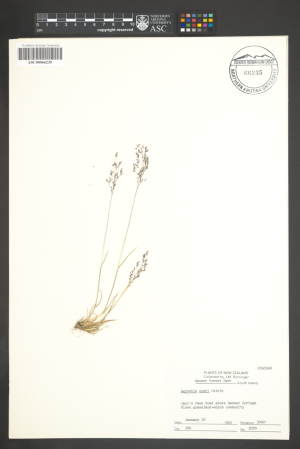 Agrostis dyeri image