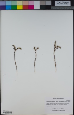 Dudleya blochmaniae subsp. blochmaniae image