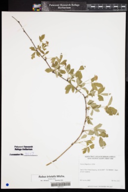 Image of Rubus trivialis
