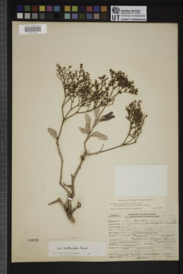 Eriogonum thompsoniae var. matthewsiae image