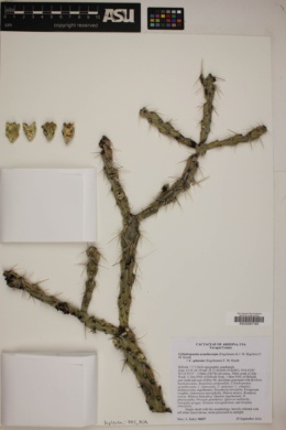 Image of Cylindropuntia acanthocarpa x c. spinosior