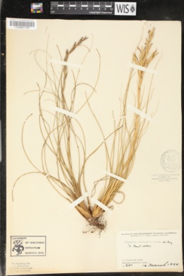 Tillandsia festucoides image