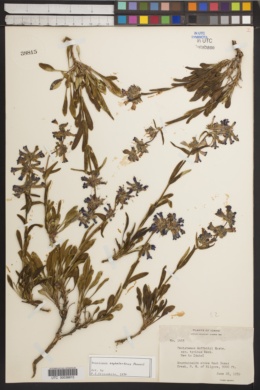Image of Penstemon cephalanthus