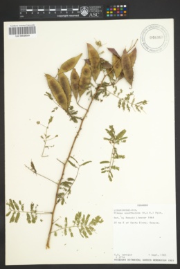 Image of Mimosa acantholoba