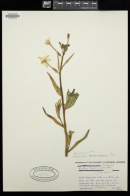 Nicotiana quadrivalvis image