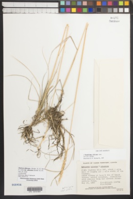 Elymus albicans var. albicans image