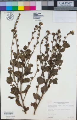 Phacelia viscida var. albiflora image
