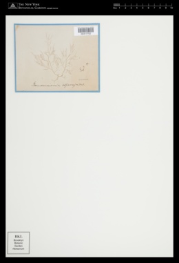 Bonnemaisonia asparagoides image