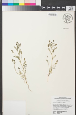 Image of Astragalus gambelianus