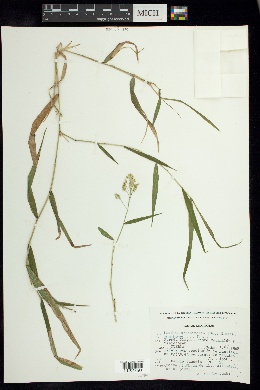 Isachne arundinacea image