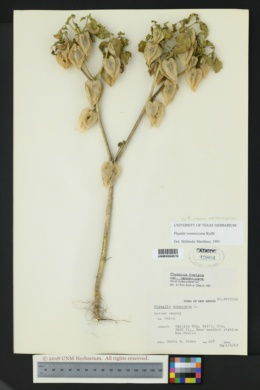 Physalis subulata var. neomexicana image