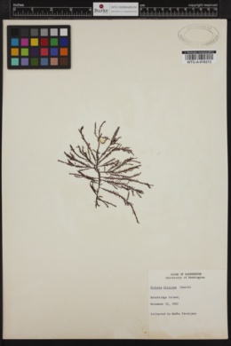 Ptilota filicina image
