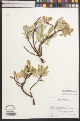 Salix glauca subsp. glabrescens image