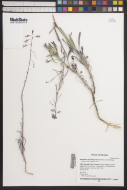 Boechera lincolnensis image